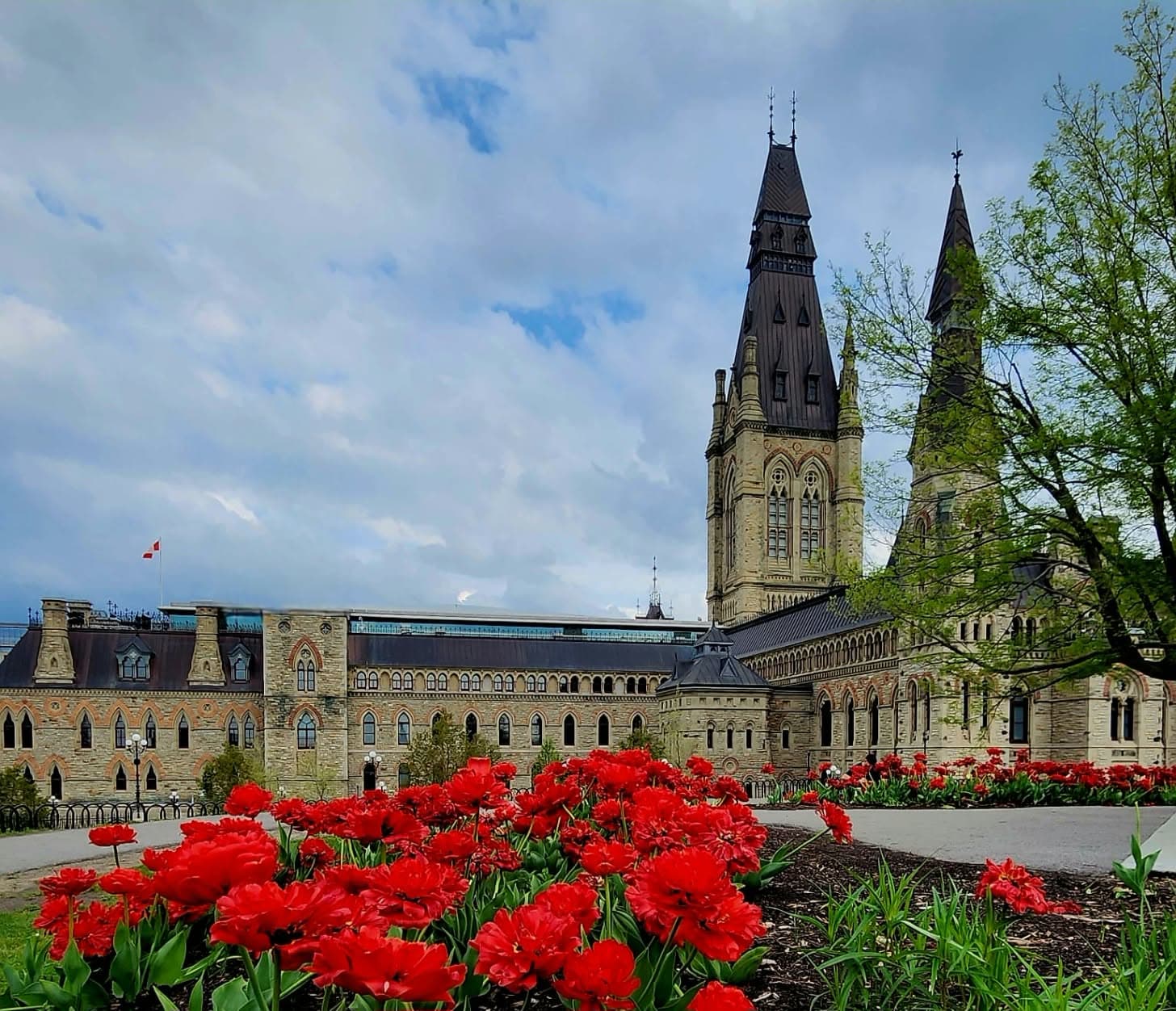 Tulipes rouges éclatantes devant les tours gothiques en pierre de la Colline du Parlement.